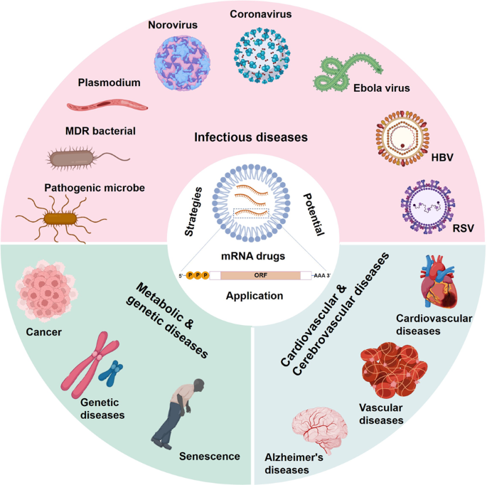 The Future of mRNA Technology: Beyond Vaccines to Revolutionary Treatments